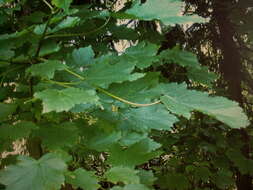 Image of Persian maple