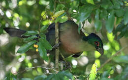 Imagem de Tauraco porphyreolophus porphyreolophus (Vigors 1831)