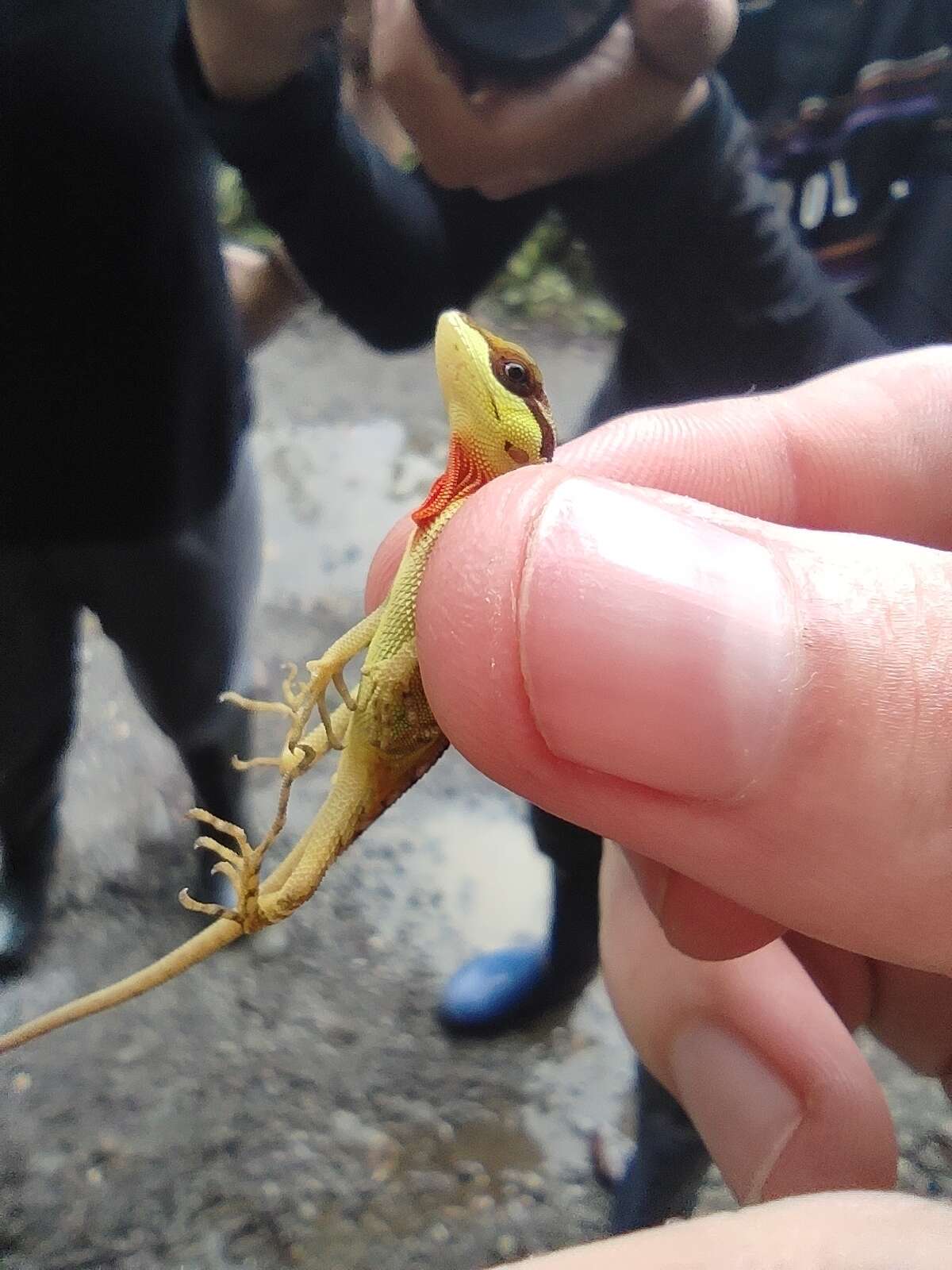 Image of Scalyback Anole