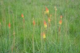 Image of Kniphofia ensifolia subsp. ensifolia