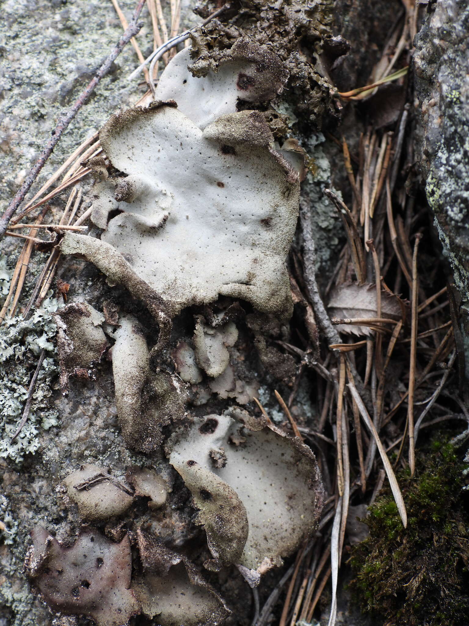 Image of hairy navel lichen