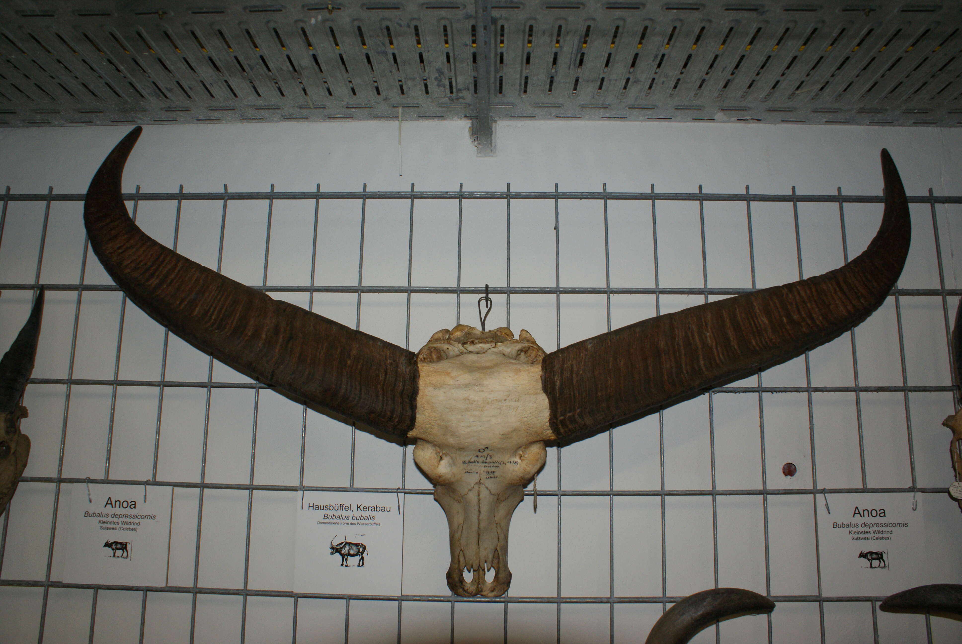 Image of Asian Buffalo