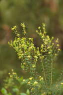 Image of Pimelea flava subsp. flava