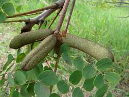 Plancia ëd Stryphnodendron adstringens (Mart.) Coville