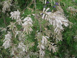 Image of Canary Island tamarisk