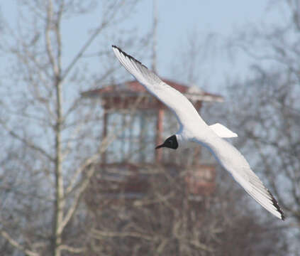 Image of Black-headed Gull