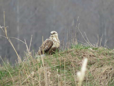 Image of Buteo lagopus sanctijohannis (Gmelin & JF 1788)