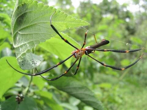 Image of Nephila pilipes (Fabricius 1793)