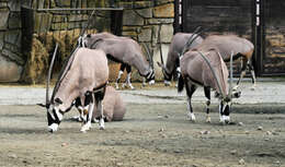 Image of Gemsbok