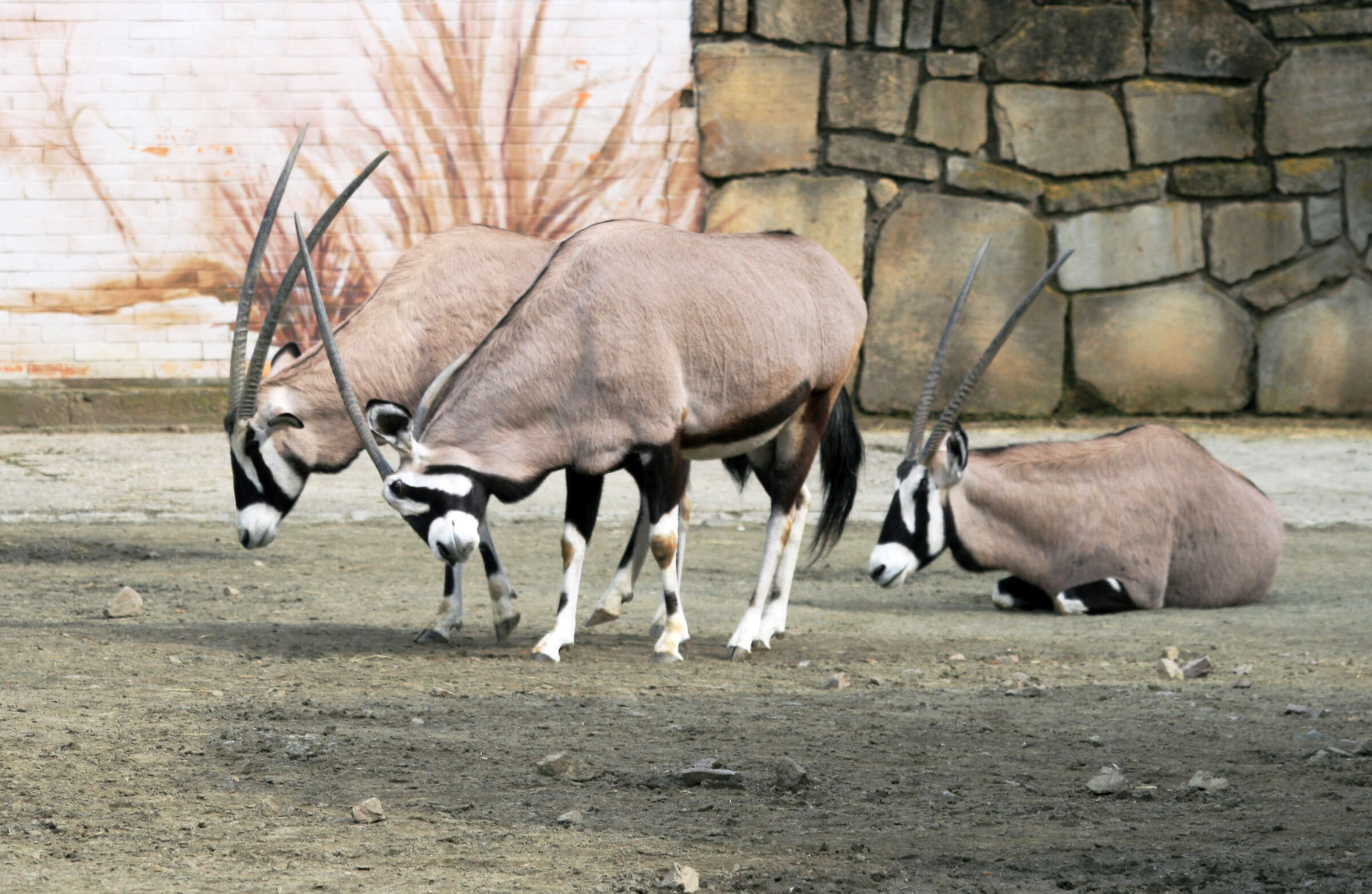 Image of Gemsbok