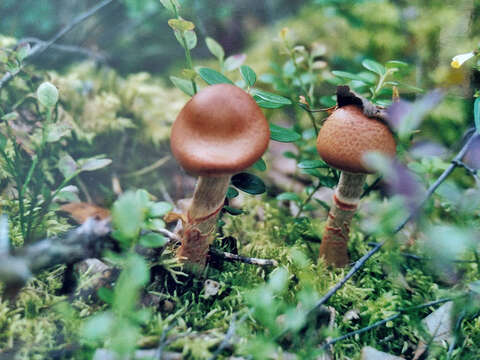 Image of Cortinarius armillatus (Fr.) Fr. 1838