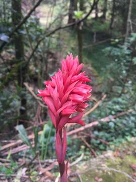 Stenorrhynchos speciosum (Jacq.) Rich.的圖片