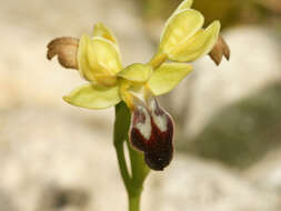 Image of Dark bee orchid