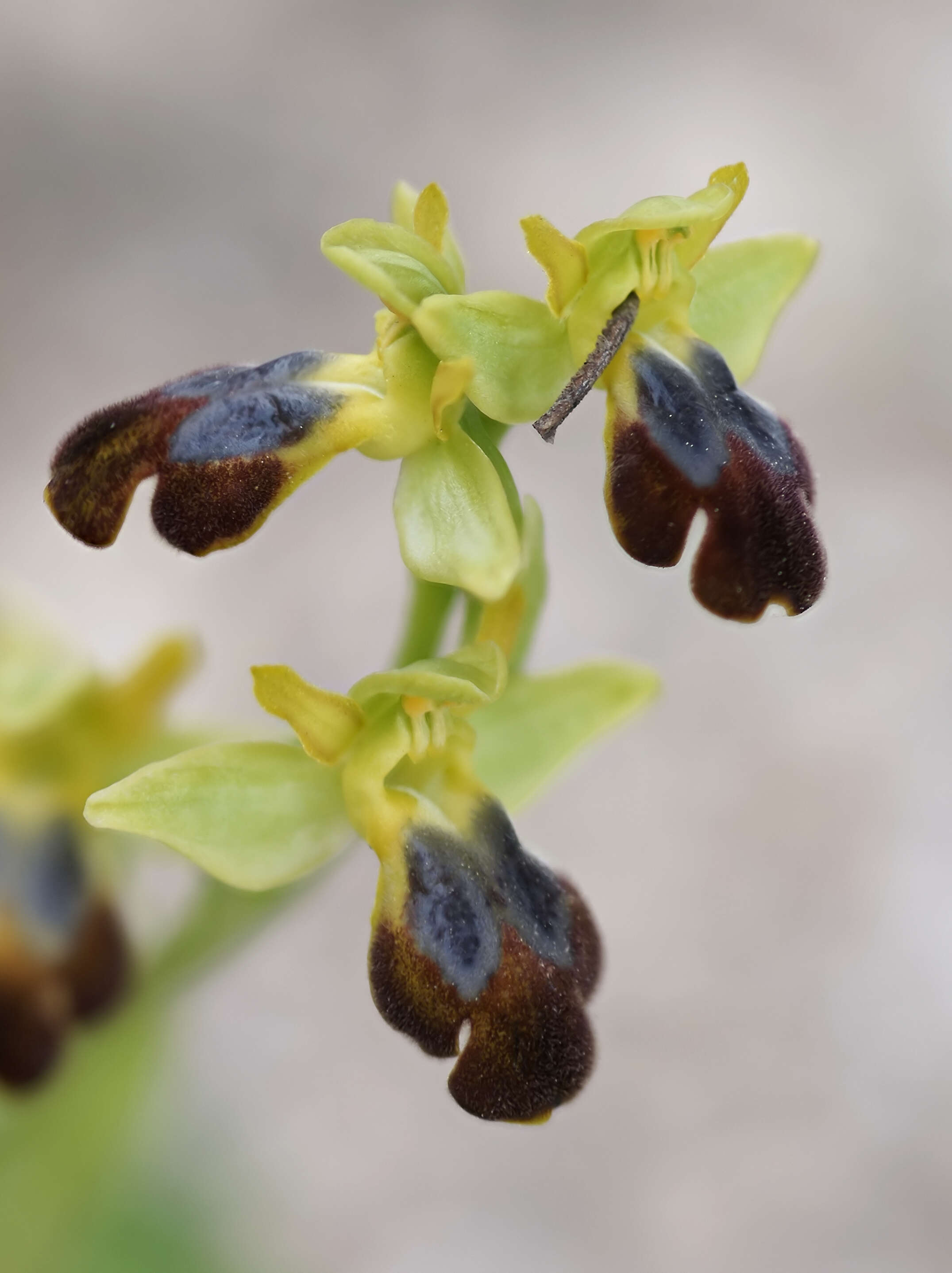 Image of Dark bee orchid