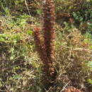 Image of Orobanche sanguinea C. Presl