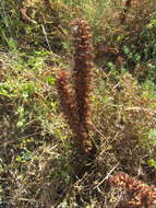 Orobanche sanguinea C. Presl的圖片