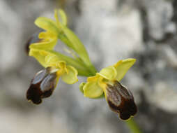 Image of Dark bee orchid