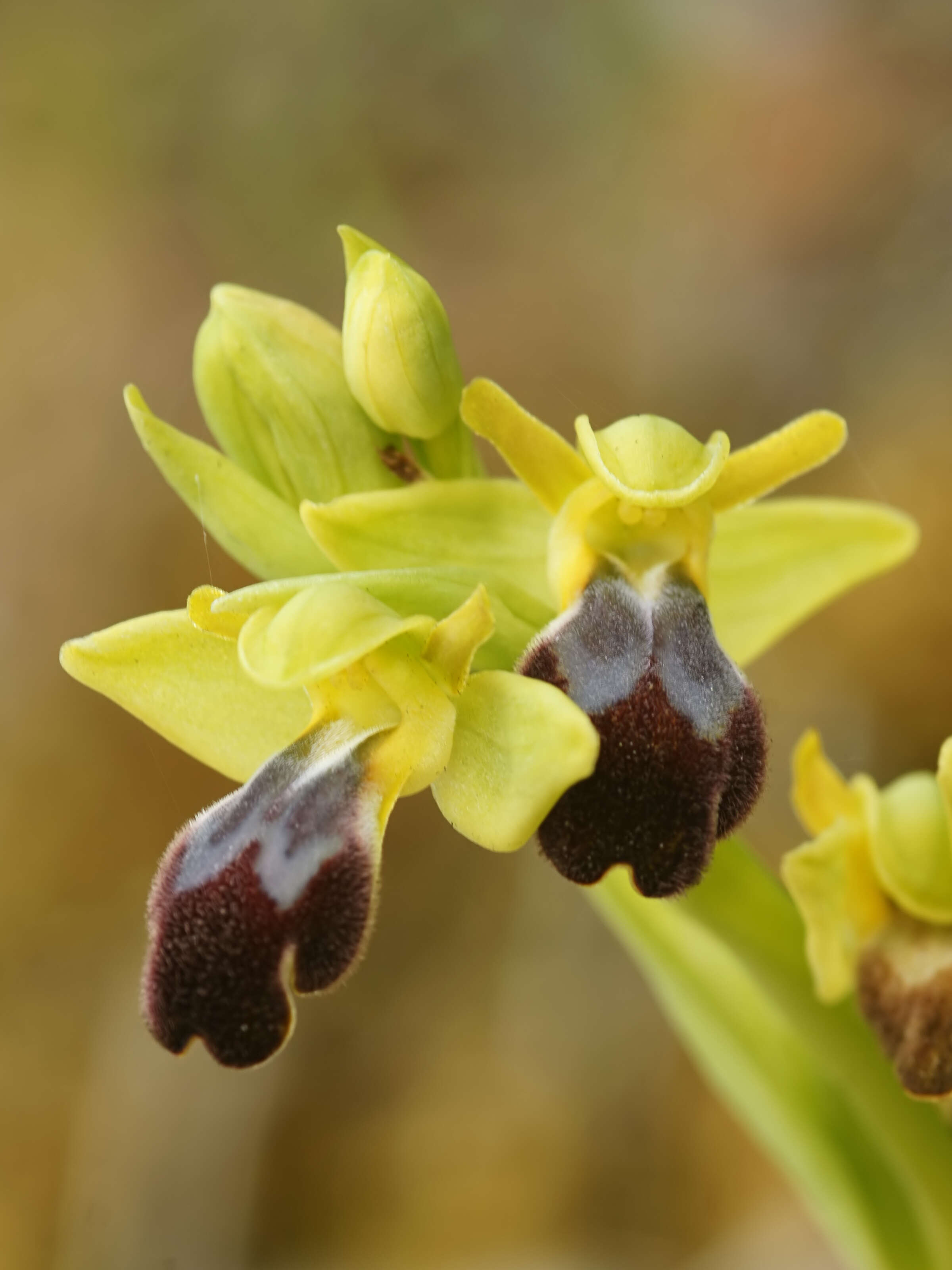 Image of Dark bee orchid