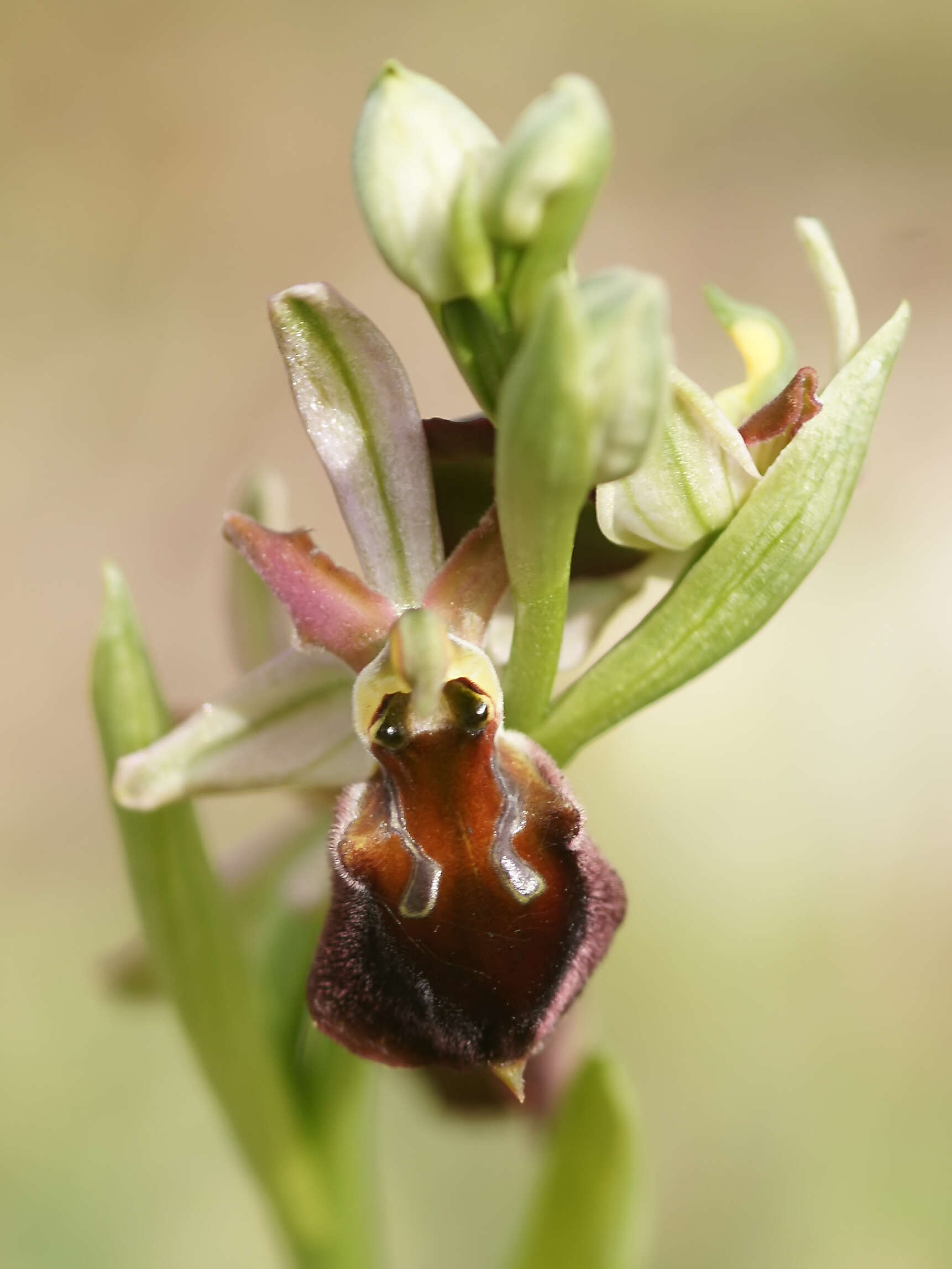 Image of ophrys