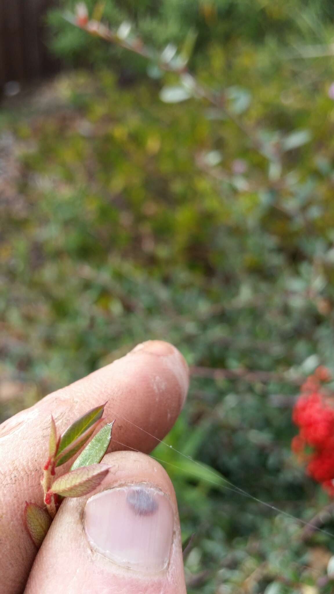 Image de Pyracantha fortuneana (Maxim.) H. L. Li