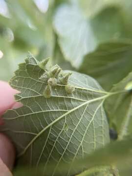 صورة Celticecis pilosa Gagné 2013