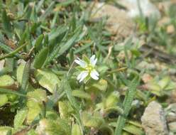 Image of Cerastium siculum Guss.