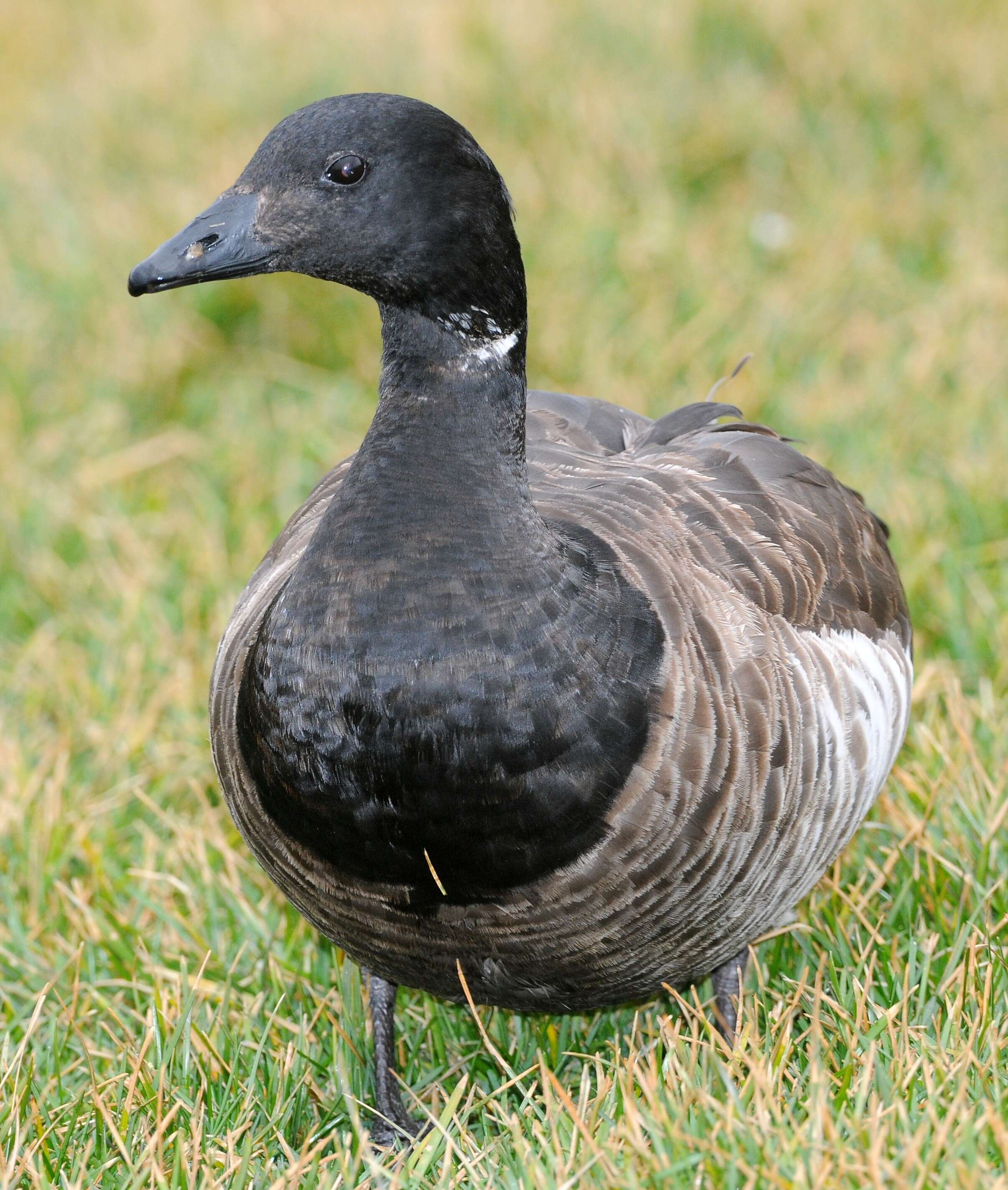 Image of Brant Goose