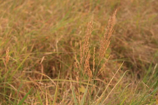 Image of River grass