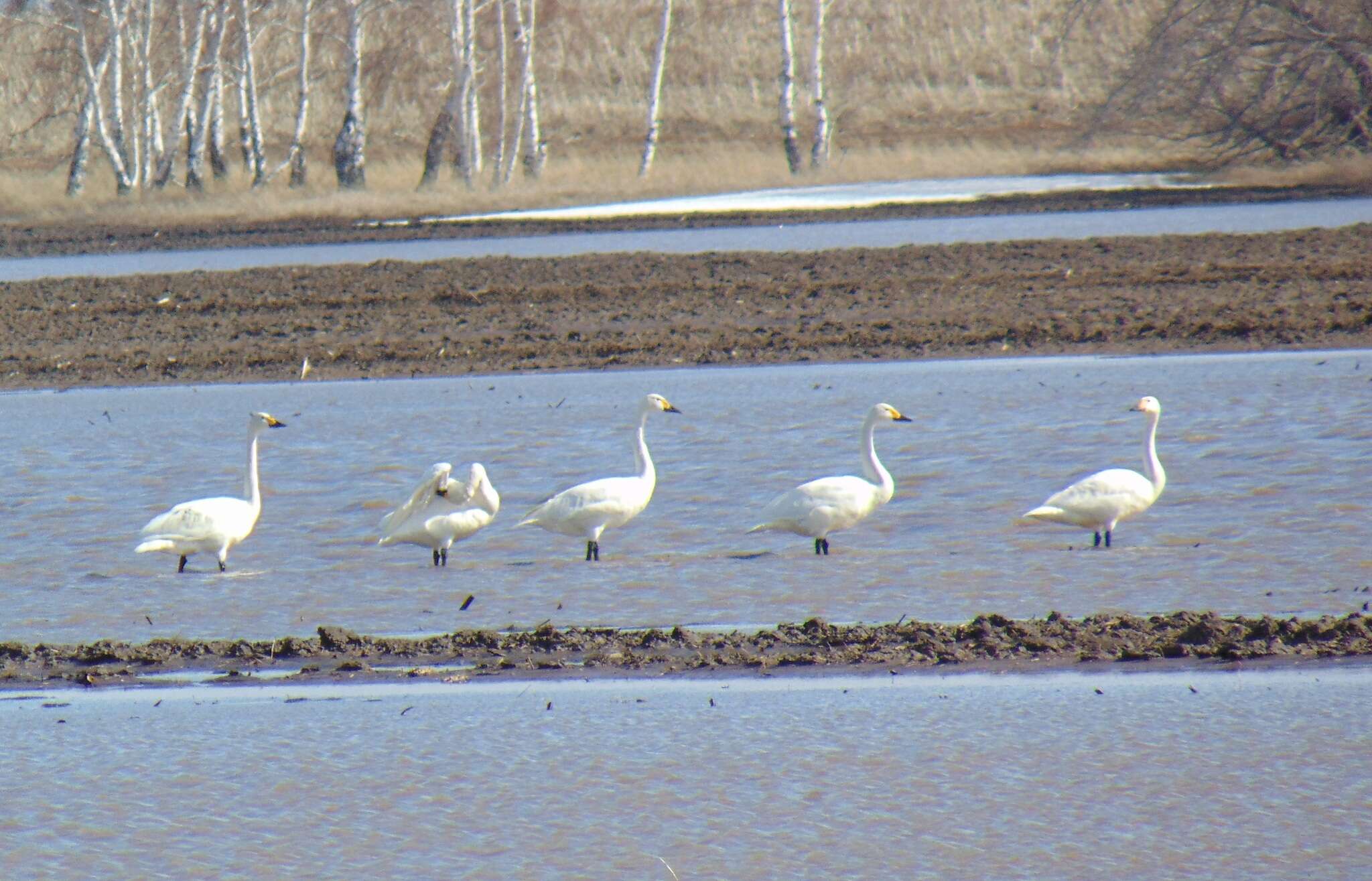 Image of Bewick's swan