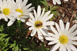 Image of Balkan Anemone