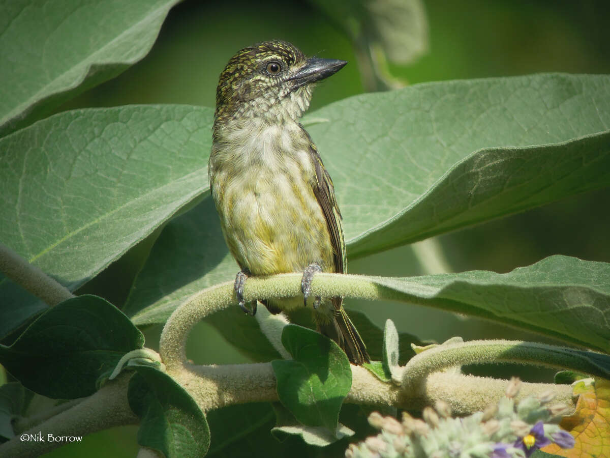 Слика од Pogoniulus scolopaceus flavisquamatus (Verreaux, J, Verreaux & E 1855)