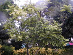 Image de Castanospermum