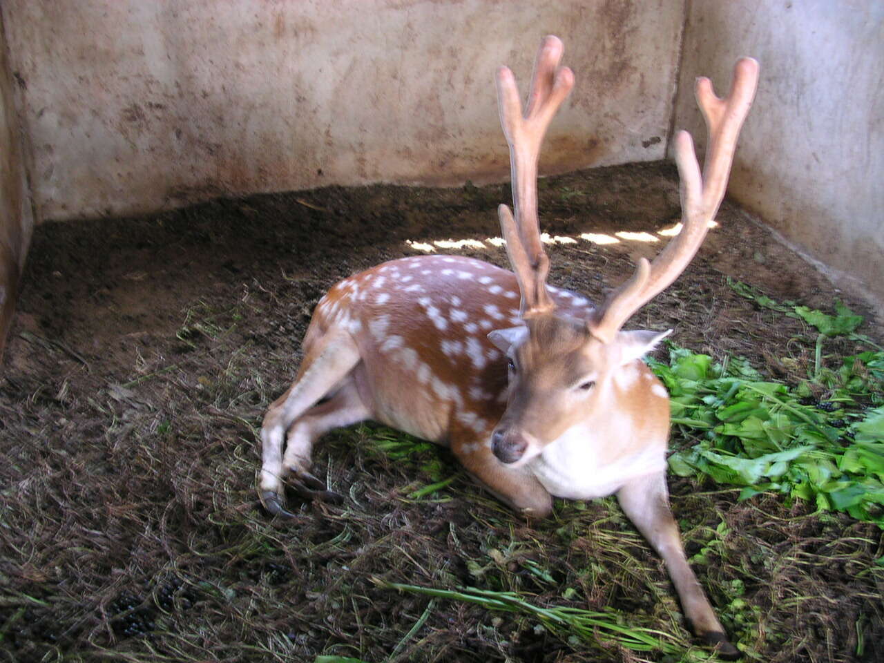 Image of Formosan sika deer