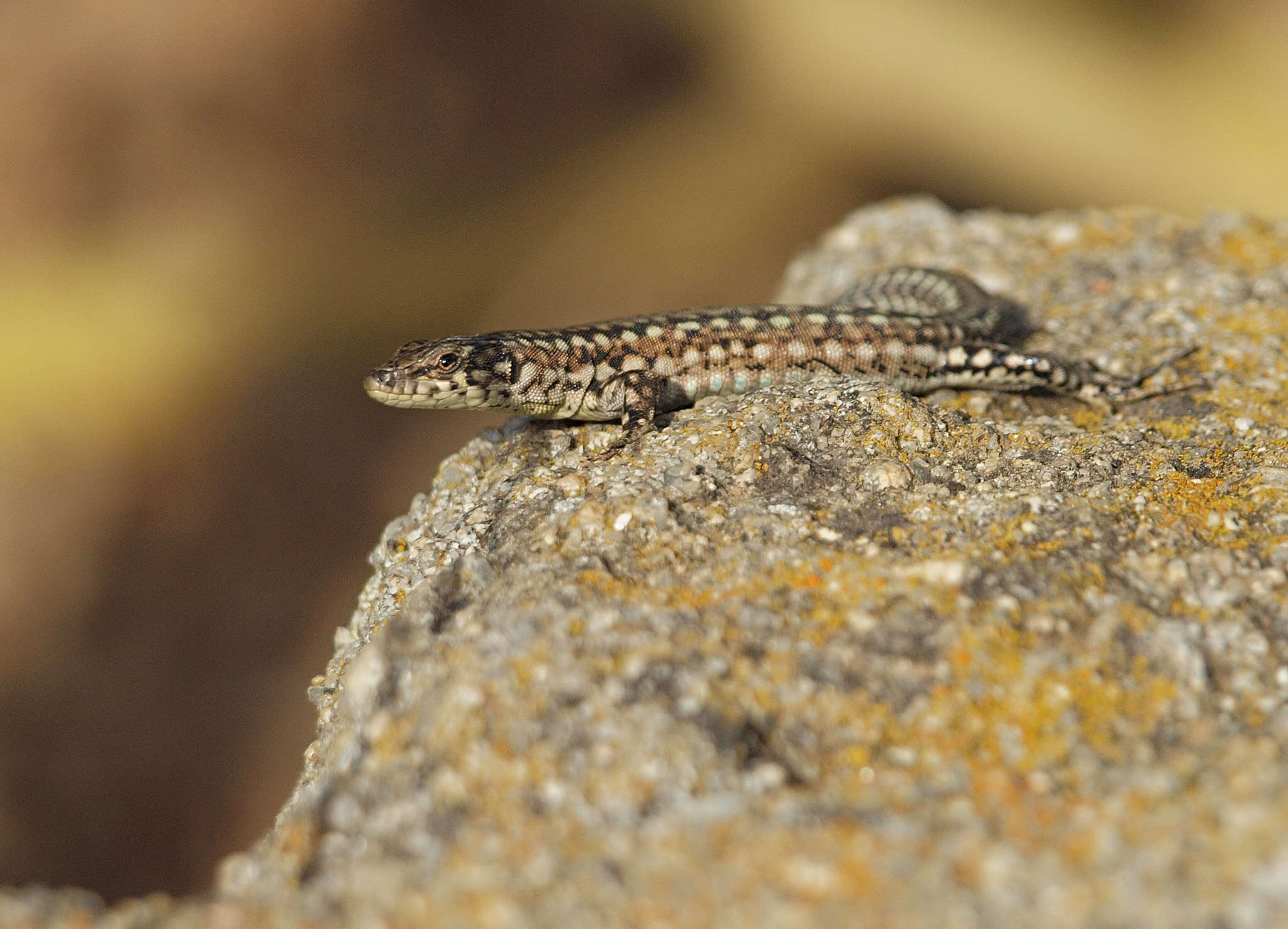 Image of Iberian Wall Lizard