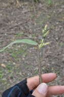 Image of Catchfly Grass