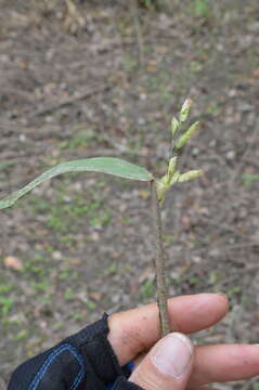 Leersia lenticularis Michx.的圖片