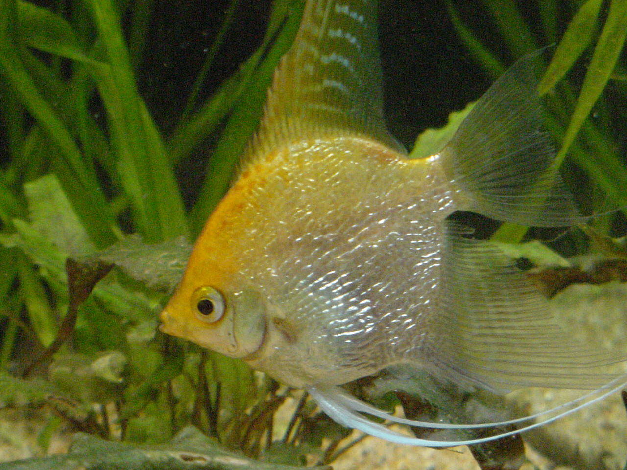 Image of freshwater angelfish