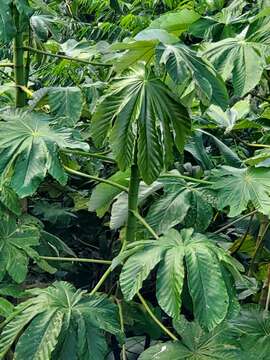 Imagem de Cecropia schreberiana Miq.