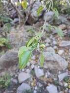 Слика од Jatropha dehganii J. Jiménez Ram.