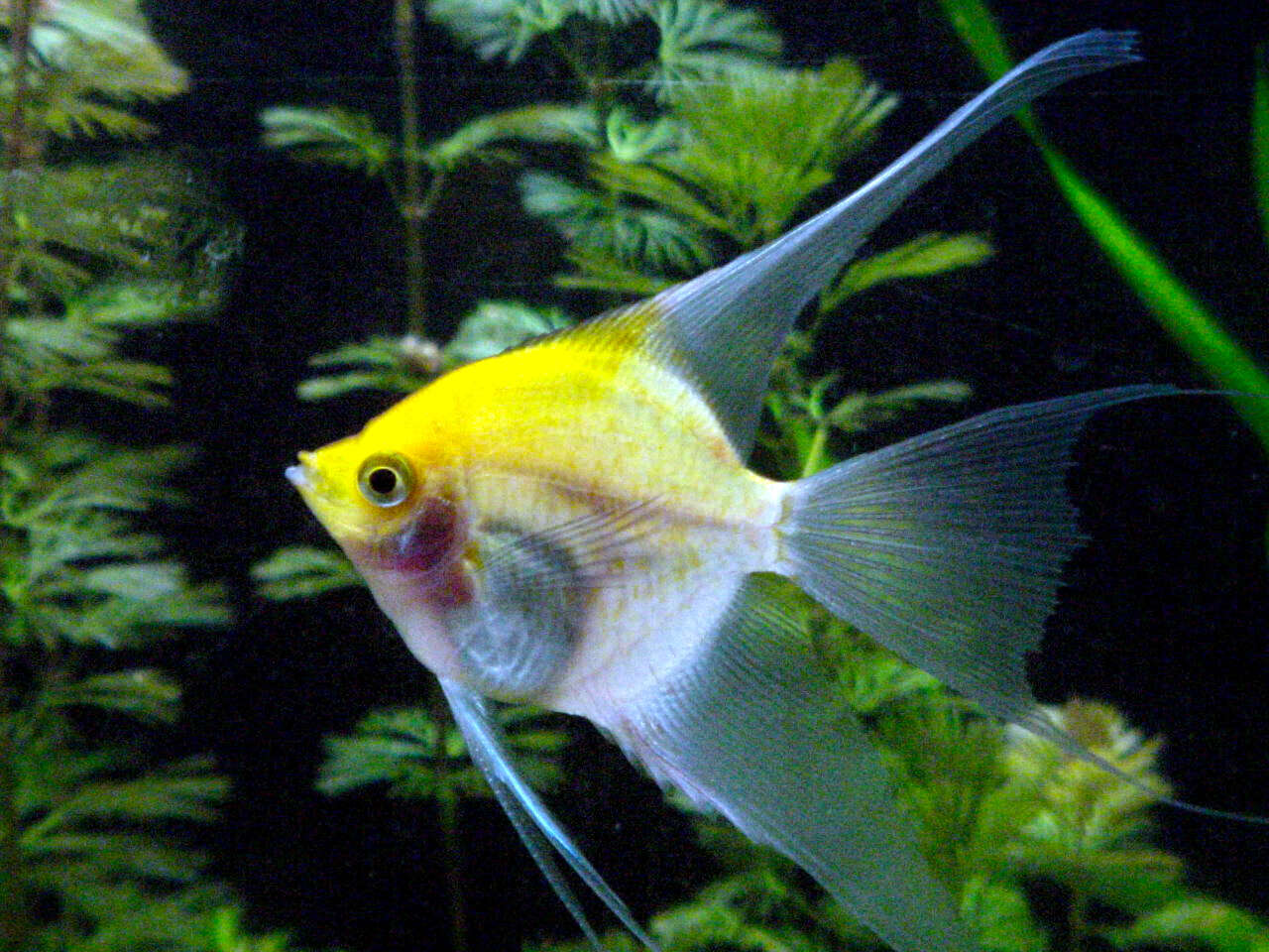 Image of freshwater angelfish