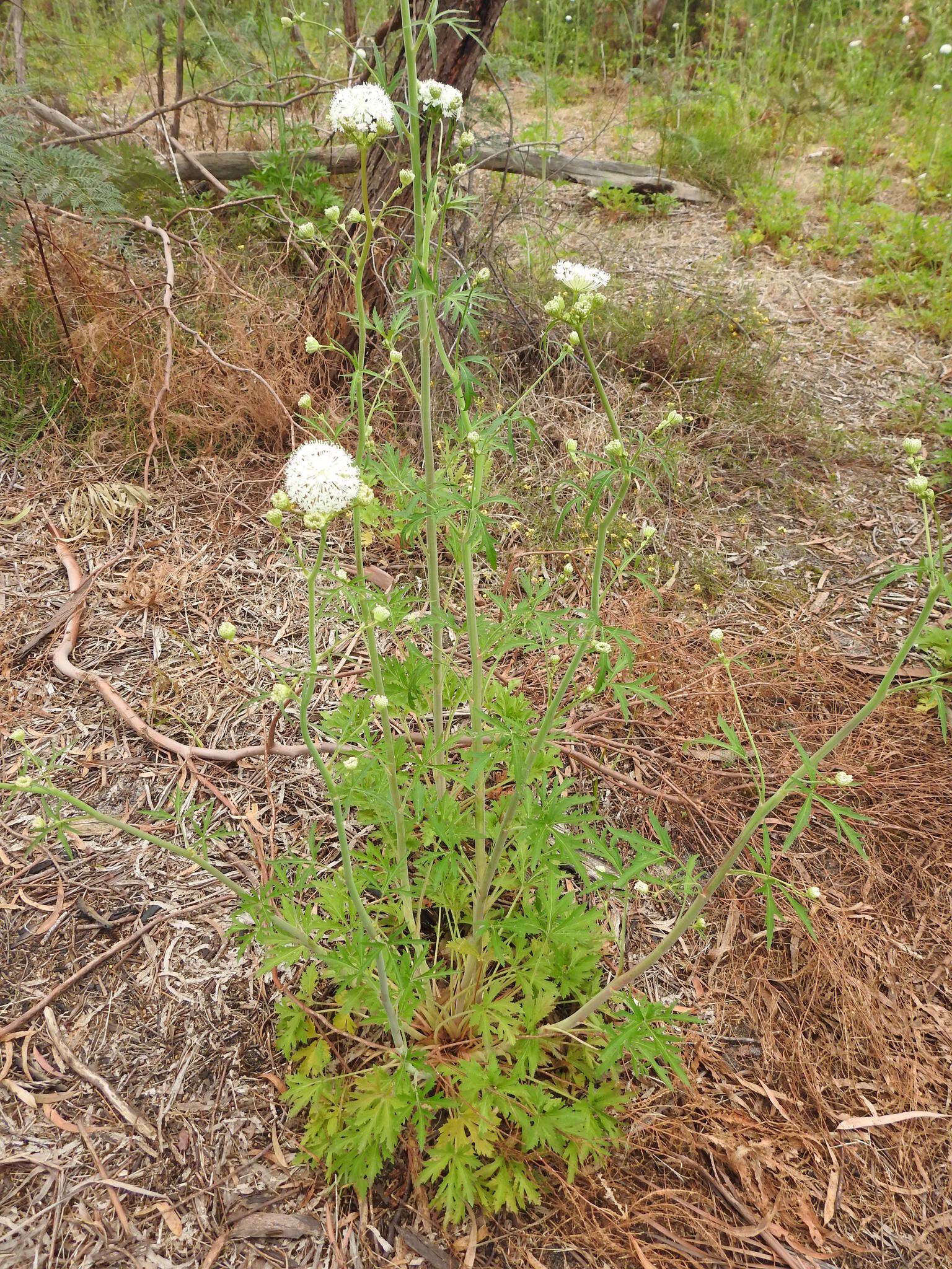 Image of Trachymene composita (Domin) B. L. Burtt