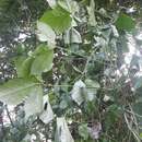 Sivun Calycocarpum lyonii (Pursh) Nutt. ex A. Gray kuva