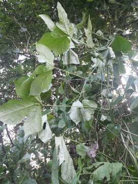 Sivun Calycocarpum lyonii (Pursh) Nutt. ex A. Gray kuva