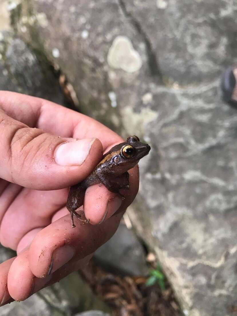 Imagem de Eleutherodactylus portoricensis Schmidt 1927