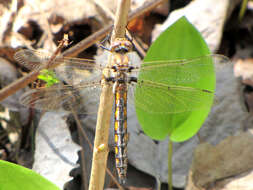 Image of Common Baskettail