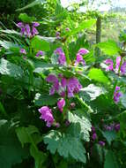 Image of spotted dead-nettle