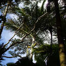 Image of Cabbage Palm