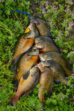 Image of Bluegill Sunfish