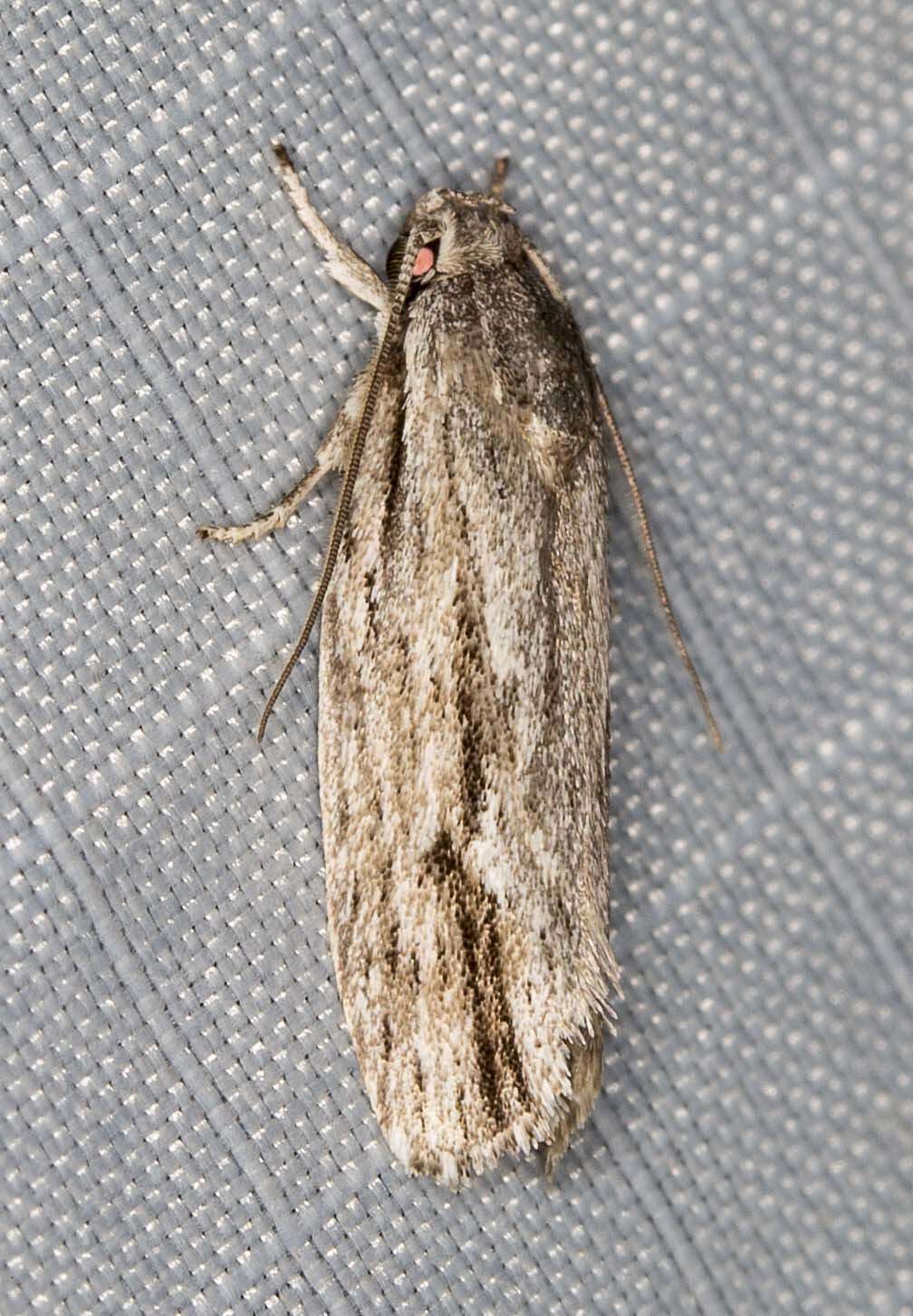 Image of Grey Agriophara Moth