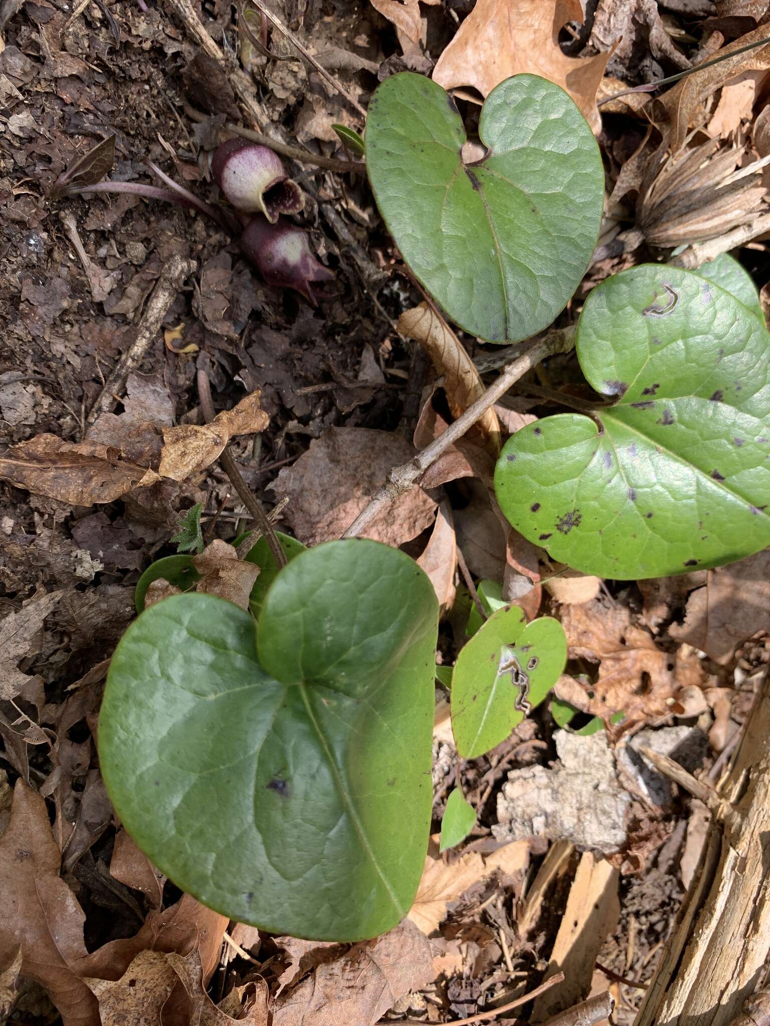 Image of North Fork heartleaf